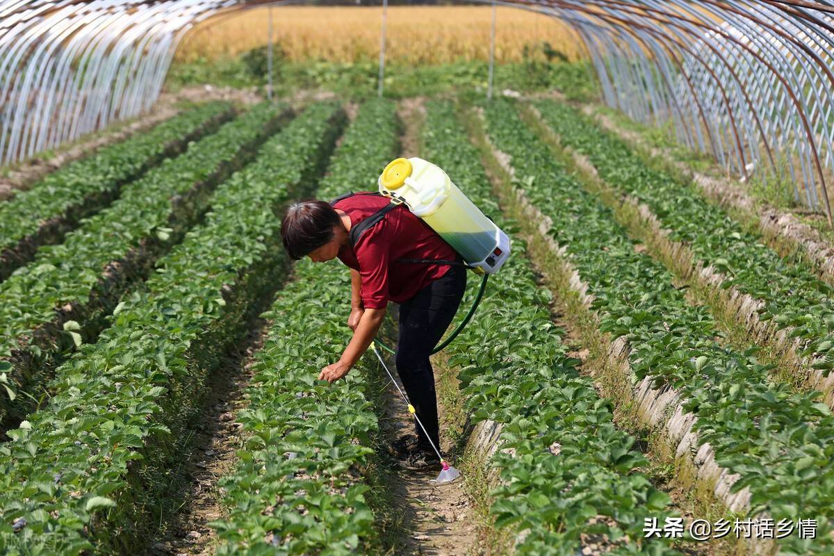 别再给蔬菜喷药了,自制无公害农药,防治病虫害效果真就不错