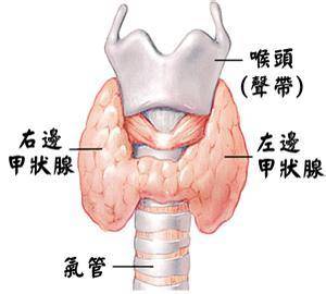 甲状腺中医专家许京锋带您了解最真实的甲状腺