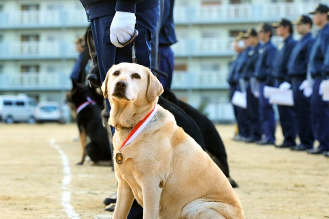 原创拉布拉多连考六年警犬不过仍不放弃考官怎么又是你