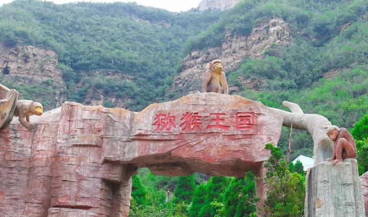 河南这座山有3000多只野生猴子,有个人只要一叫整山猴子就来集合