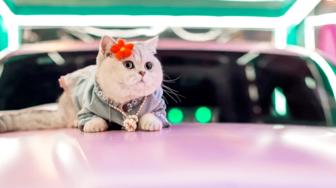 猫的主人介绍说,毛毛是一只大眼睛的英短银渐层,如今已经2岁了.