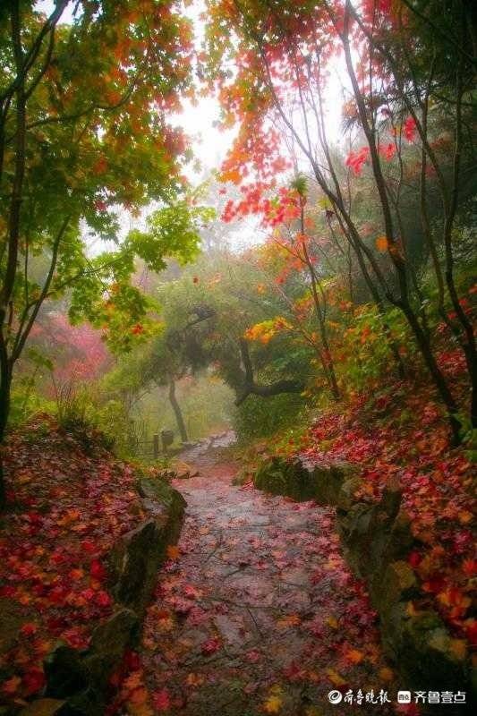 秋雨秋风冷,济南九如山的枫叶红了