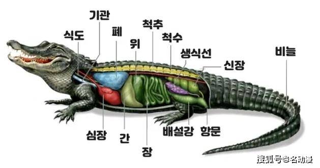 据说鳄鱼的身体具有适合水生生物的结构.鳄鱼的头很大,鼻子又长又细.