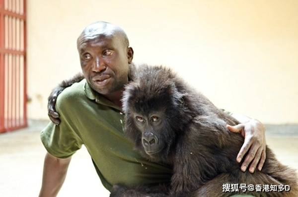 刚果最会自拍网红猩猩病逝躺在保育员怀中离去