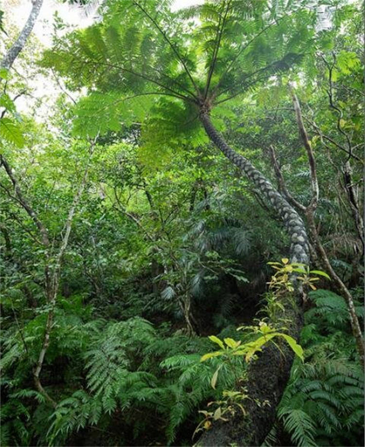 恐龙时代里,这种植物是"动物避难所",如今,是珍贵的活化石蛇木
