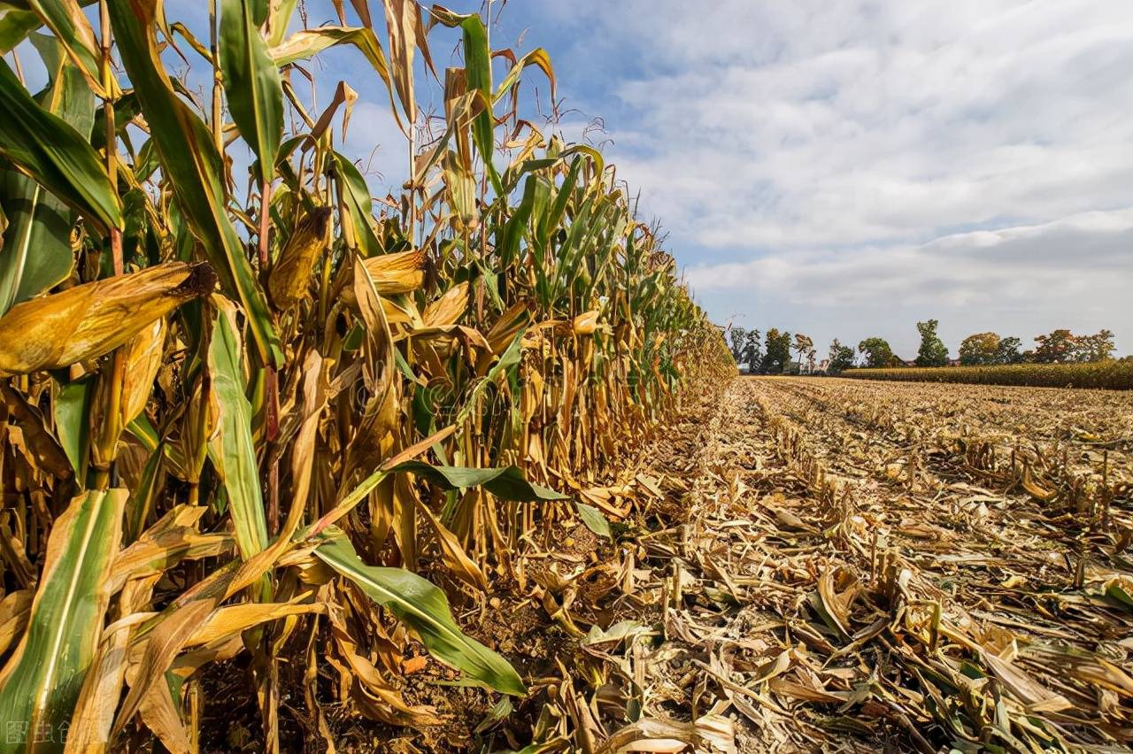秋季新玉米出现问题?6个方法教你解决新玉米带来的危害