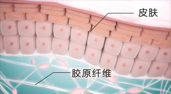 首先,施得美可以调节表皮纤维原细胞的生成,影响表皮-真皮的信号连锁