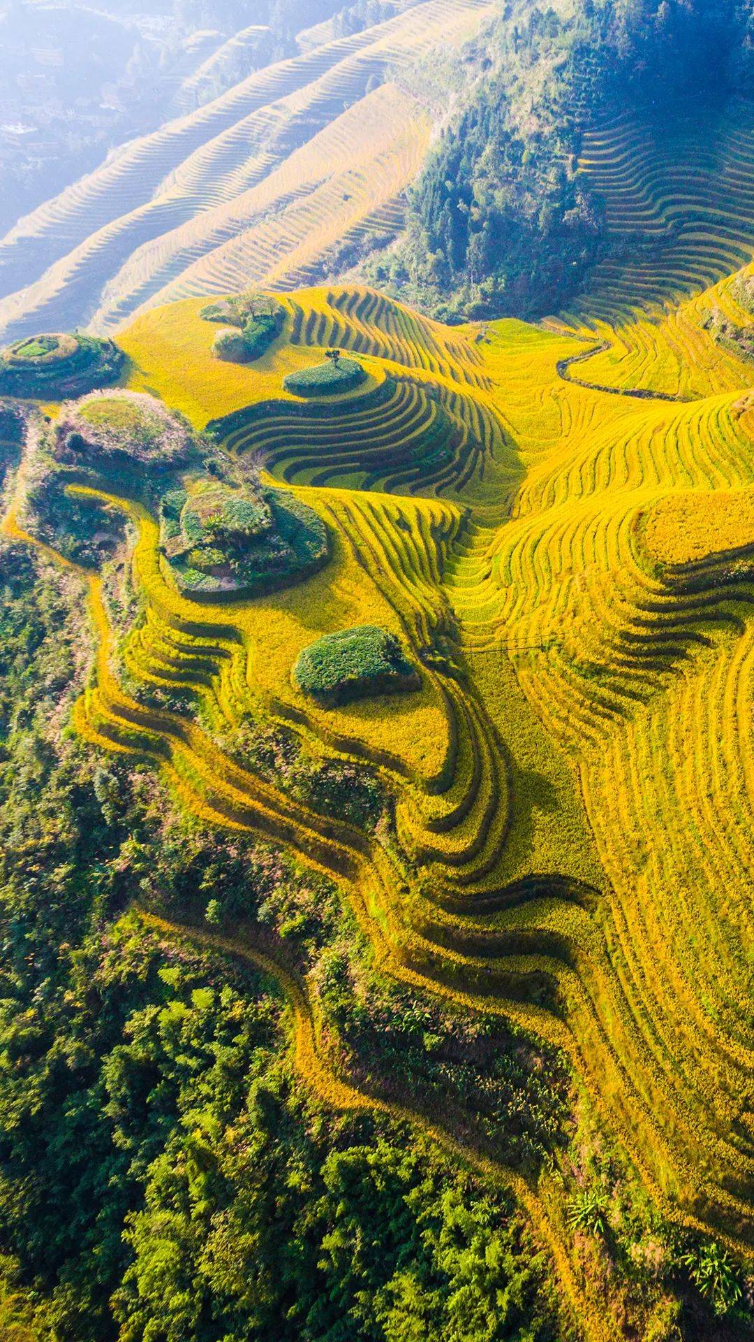 龙脊梯田天然居:秋天风景很美,与您分享秋天的金色龙脊梯田