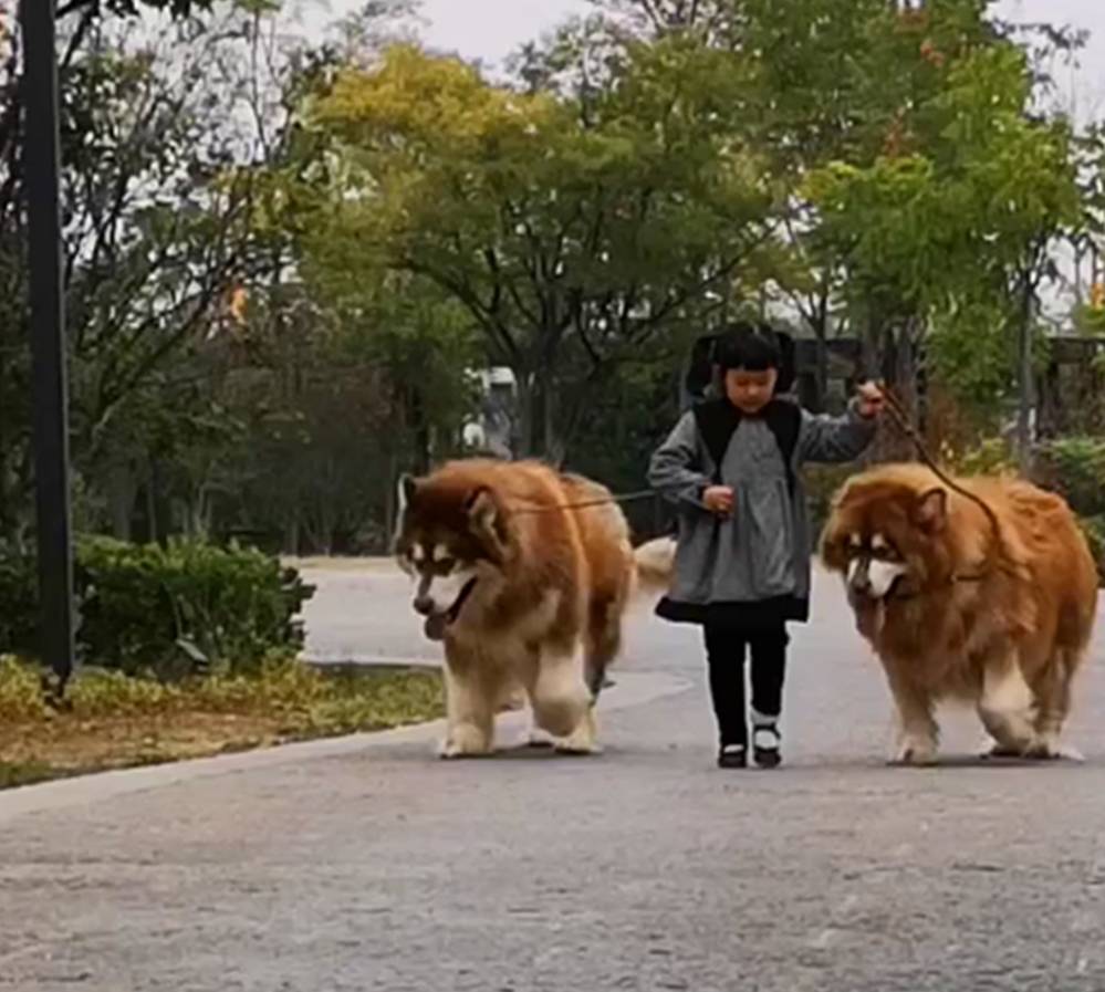 小女孩牵两只巨型阿拉斯加犬,在公园里霸气遛弯,网友