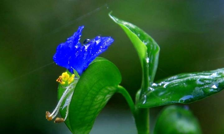 这种野生植物,漂亮的小花"翠蝴蝶,若您在地里见到,请勿挖掘_农村