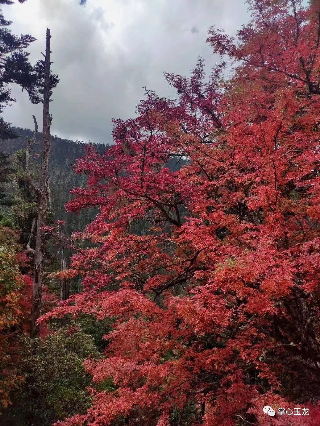 超清4k大片,带你领略丽江老君山秋景!