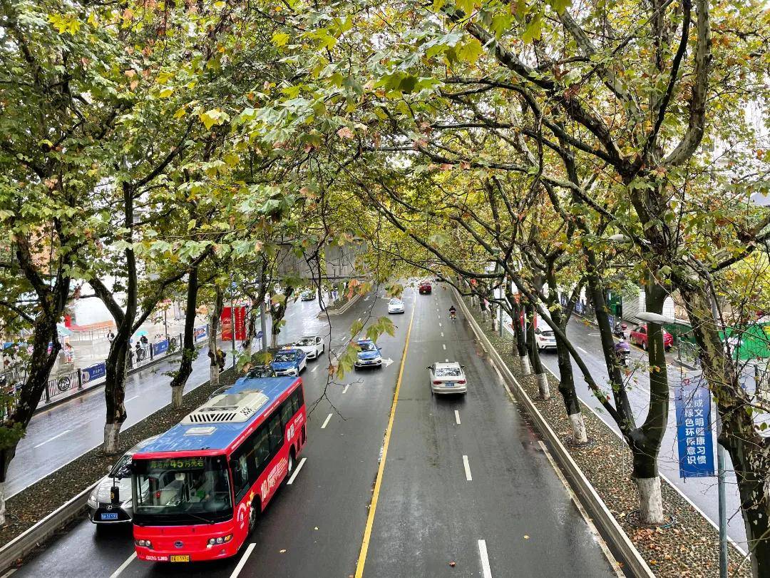 与秋雨奏响着关于秋天的乐章将金黄色的秋色层层晕染宝山路的梧桐耀眼