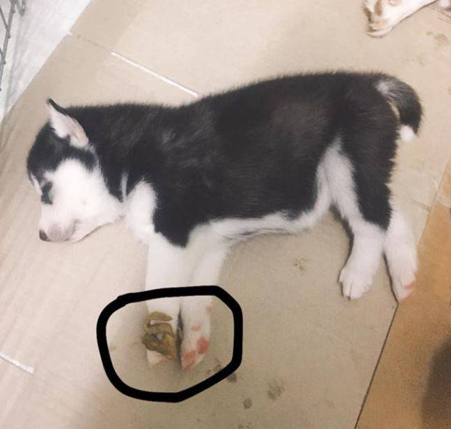 原创当二哈生了一窝小奶狗铲屎官看到它们的睡姿网友纯种没跑了