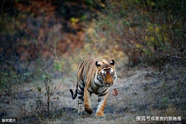 在今陕西省汉中市)附近的真实写照,一只凶猛的吊睛白额老虎四处伤人