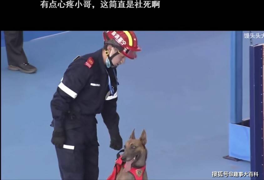 一夜之间,搜救犬二驴火遍全网!硬生生把比赛…搞成大型社死现场!