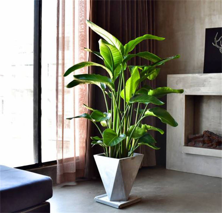 11,散尾竹散尾竹是一种非常优美有意境的大型室内花卉植物,它的叶片