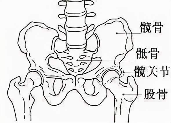 干货分享 都说跑步要"送髋,到底什么是"髋?应当怎么送?_动作