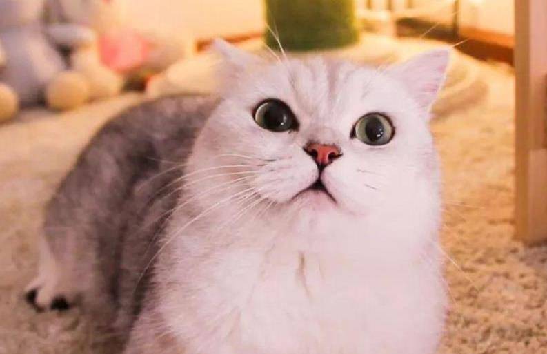 原创猫咪有这几个表现说明它怀孕了主人别傻傻不知道