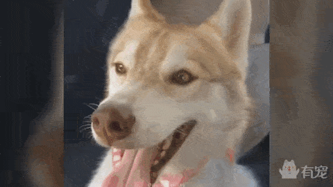 原创猫咪从小被哈士奇养大,竟然以为自己是只狗:哈士喵诞生