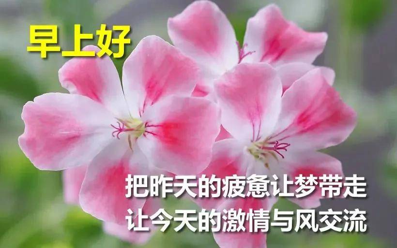 原创十一月漂亮的疫情早上好祝福语带图片微信早安动态表情图片免打字