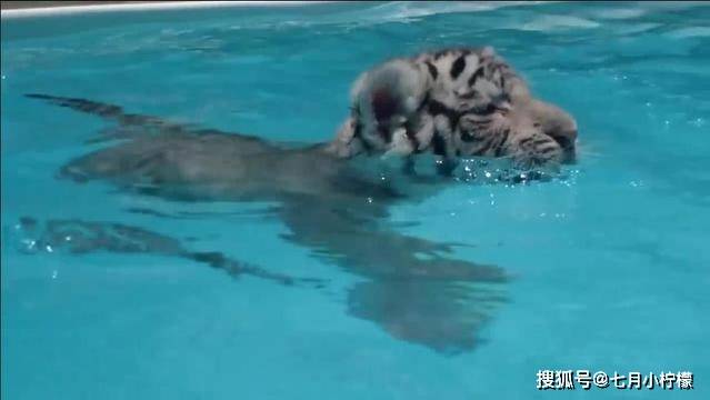 原创小老虎第一次游泳,女主人手把手教它,英文"爱老虎游"果然不假