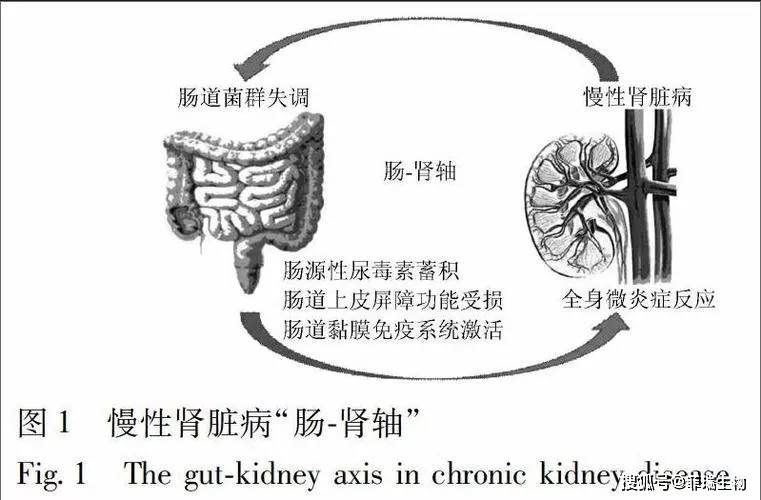 慢性肾脏病患者肠道菌群失调的影响因素