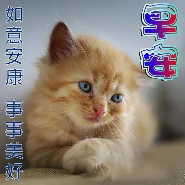 原创7张聊天不用打字的早安图片带字带祝福语,2021最新早晨好问候祝福