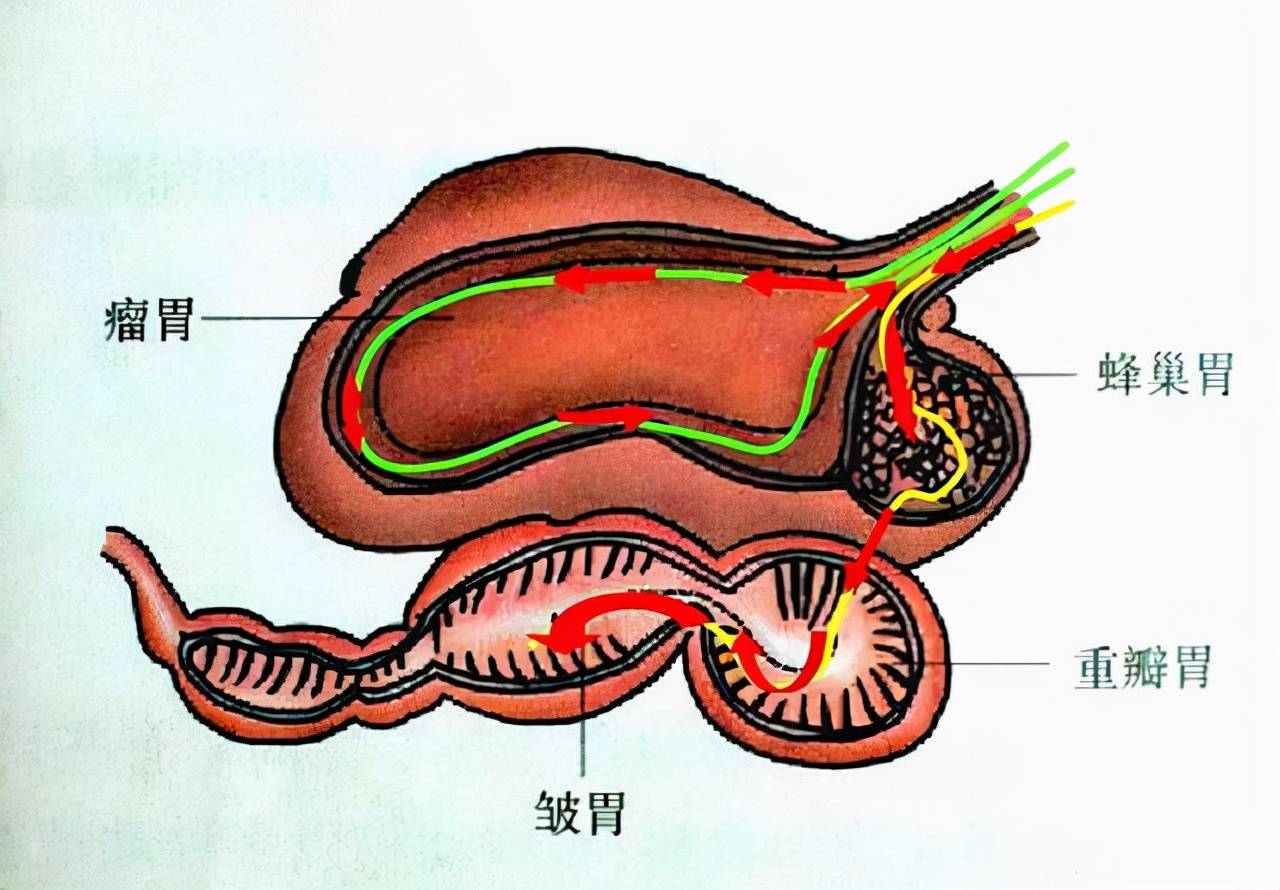 胃的结构为了适应沙漠干旱的环境,经过长年进化后,骆驼的胃形成了一种