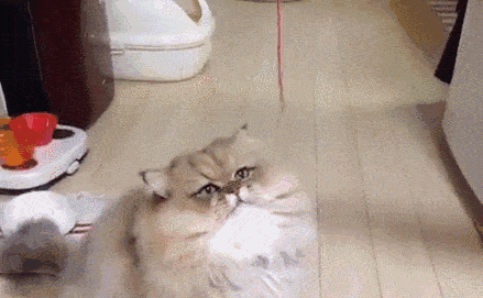 你经常会见到一只猫走到你面前,用他们侧背的地方磨蹭桌子腿或者你的
