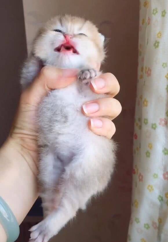 小奶猫被主人握在手里,拼命挣扎露萌点,网友:萌死人不