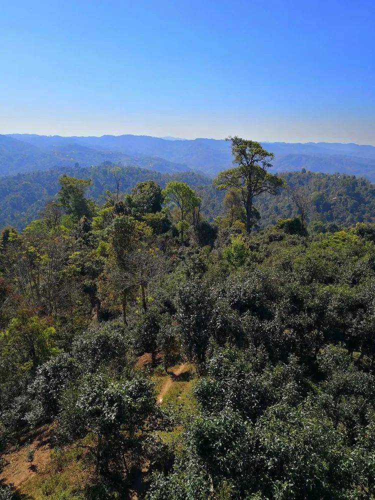 多少风吹雨打也躺下了此树根属于茶园守护者贺开茶山有6个拉祜族寨,最