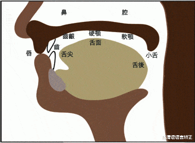 发翘舌音时,舌尖抵住或接近硬腭前部以起到阻碍气流作用.