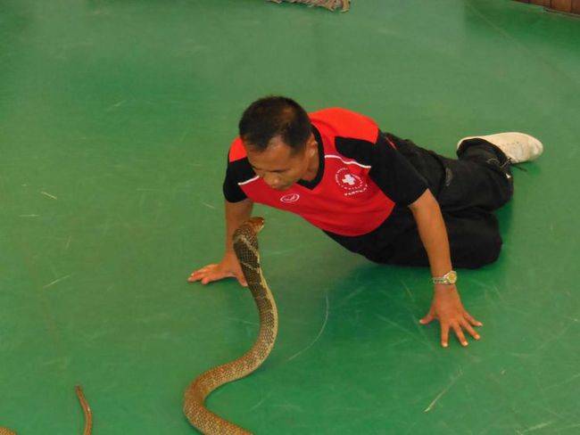 中国境内的蛇岛,岛上毒蛇数量庞大,它们都是从何而来?