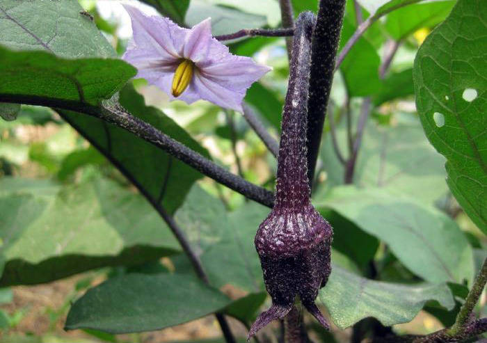 茄子为什么只开花不结果?原因在这里