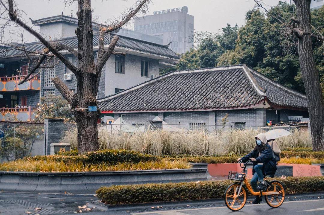 传说中的最美街道,原来长这个样_大学_华西_武侯区