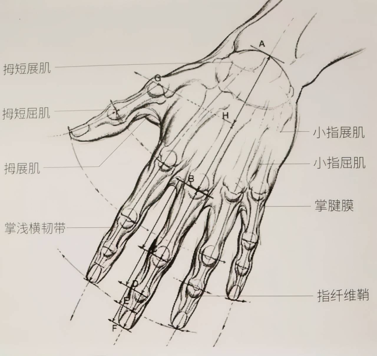 秋水速写讲义局部