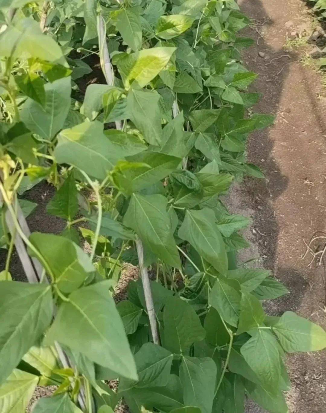 困扰菜农多年合浦豇豆蓟马防治难题终于有了解决方案