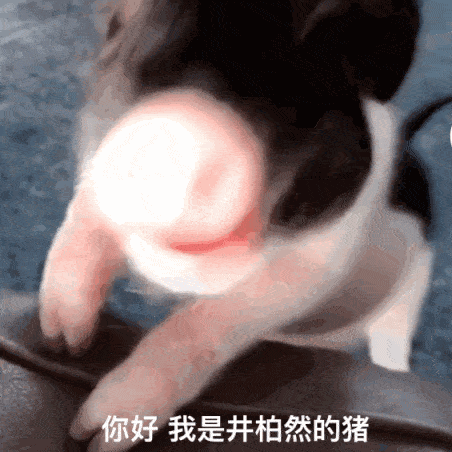 猪年,娱乐圈顶级流量会是谁?_猪猪_佩奇_家族