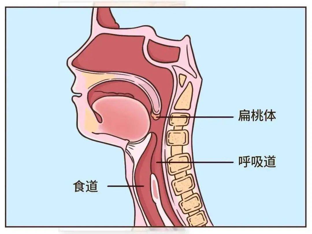 扁桃体位于咽腔内两侧,是"保护人体的第一道防线,可以产生淋巴细胞和