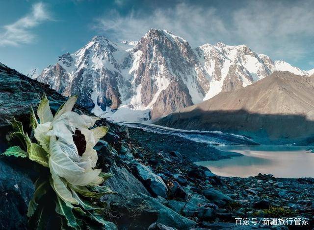 结一次果,随后植株死亡,经历漫长的营养储蓄期随后绽放的天山雪莲花瓣