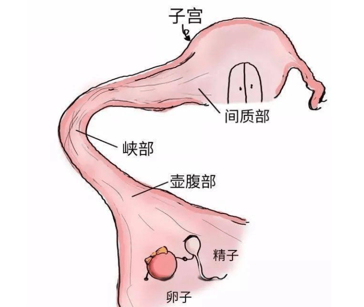 早孕检查只是为了确定怀孕吗？没那么简单,这几件事情更重要！