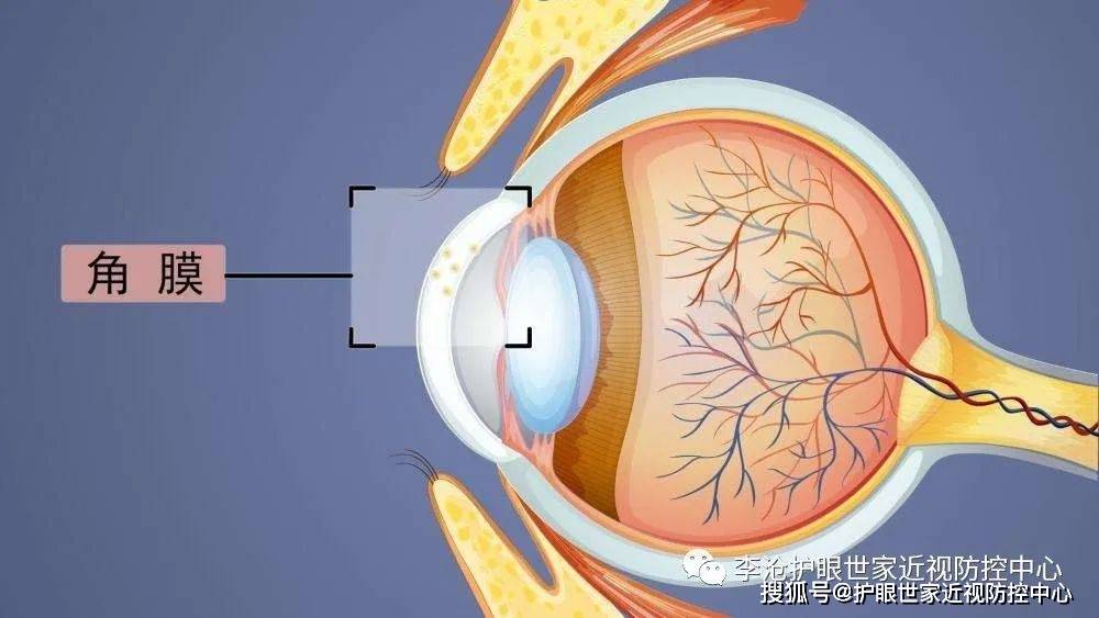 珍贵的角膜李沧护眼世家科普