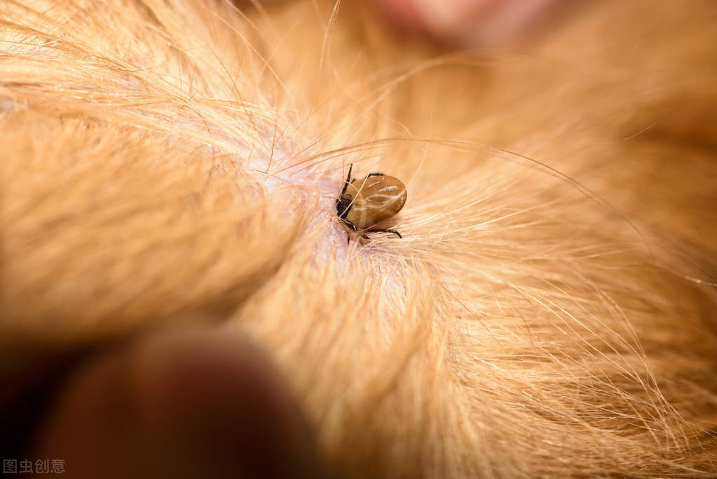 狗狗身上有这种黑色疙瘩别拔别硬拔这不是肿瘤而是寄生虫