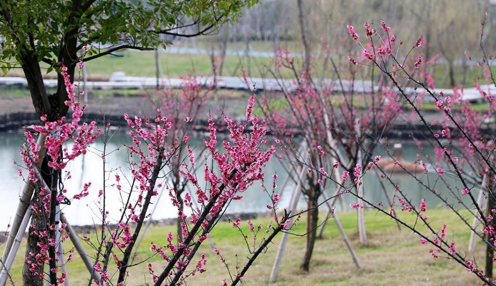 第一处最壮观,并且免费,春节会交通拥堵_梅花_绿岛公园_鄞州