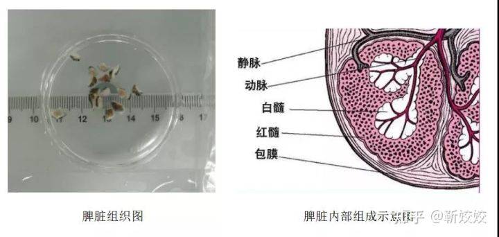 单细胞组织解离的详细实验方法---脾脏单细胞悬液制备_云准_免疫_服务