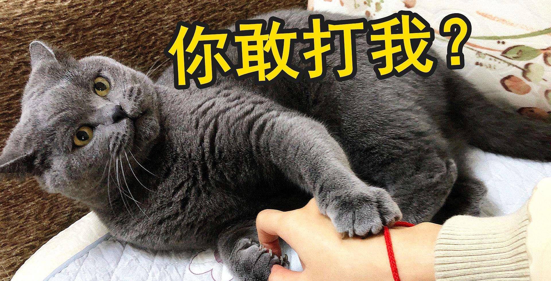 不管多生气,也不要打猫咪,告诉你为啥_眼睛_受伤_泪水