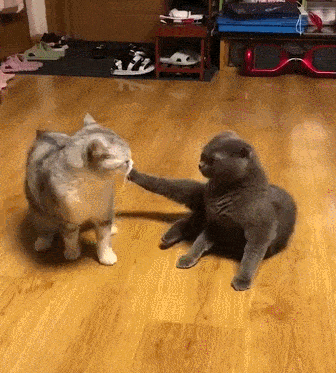 原创研究统计基本上现在选择饲养英短猫的都是这几种人