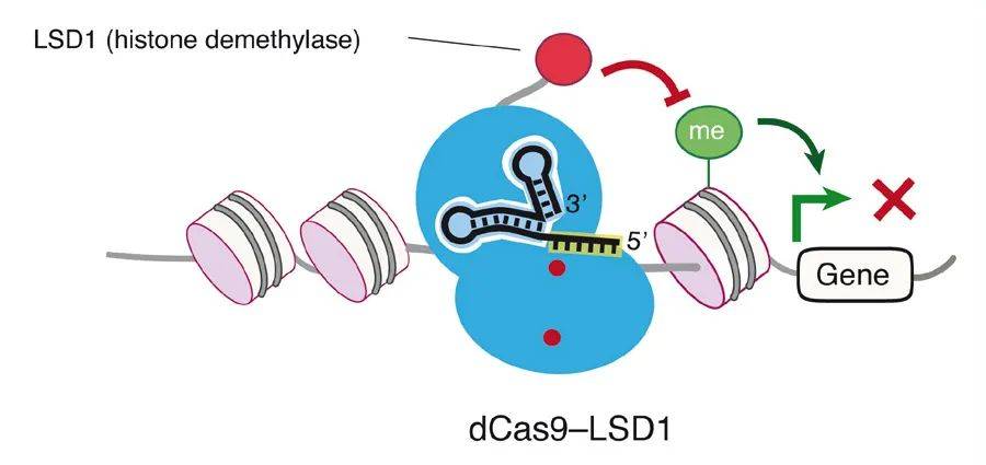 谈谈crispr/dcas9系统的"百变"应用(一)_al_et_基因组