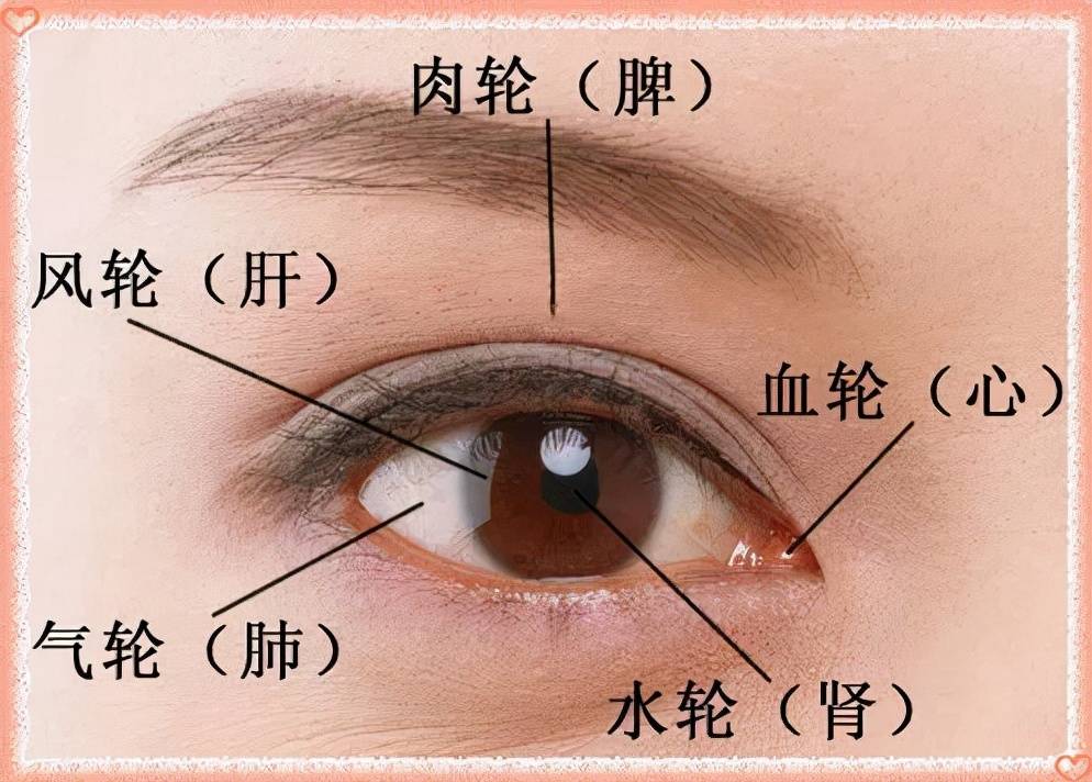 精之窠为眼,骨之精为瞳子,筋之精为黑眼,血之精为络,其窠气之精为白眼
