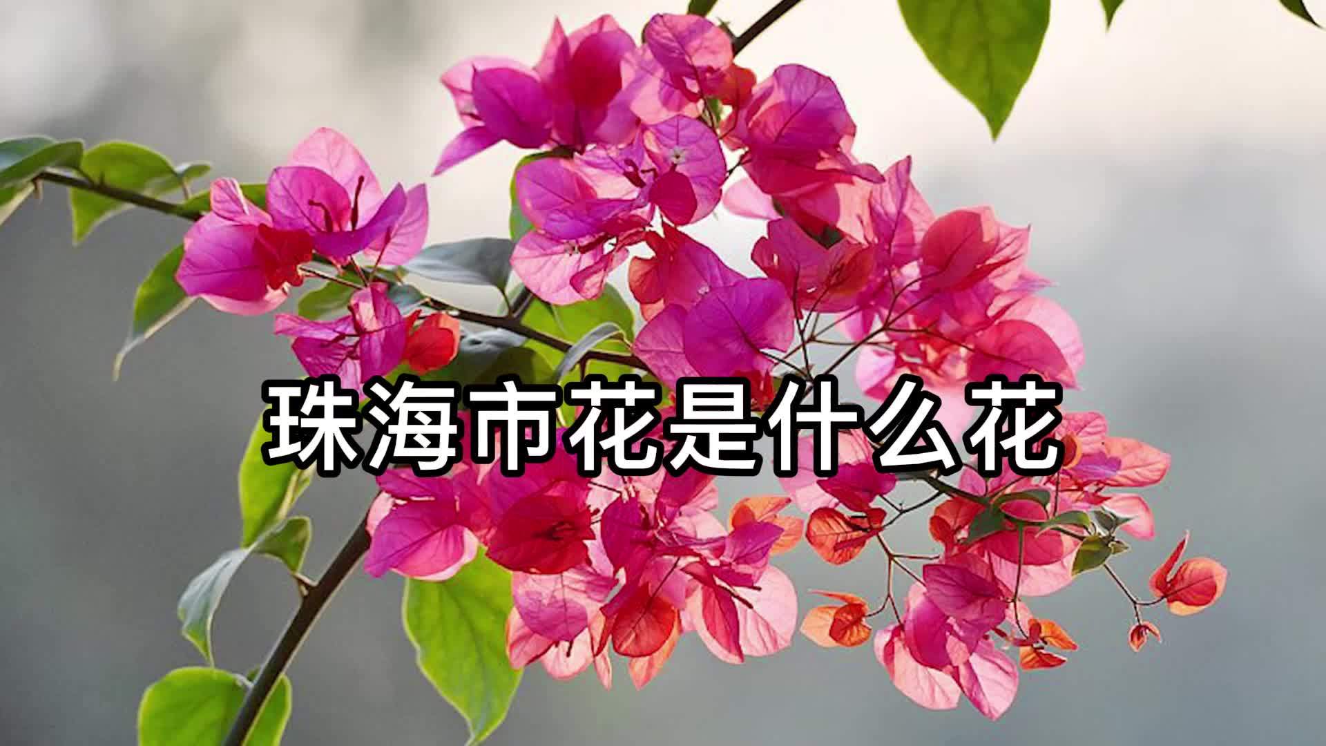 珠海市市花是什么花_珠海市_市花_什么